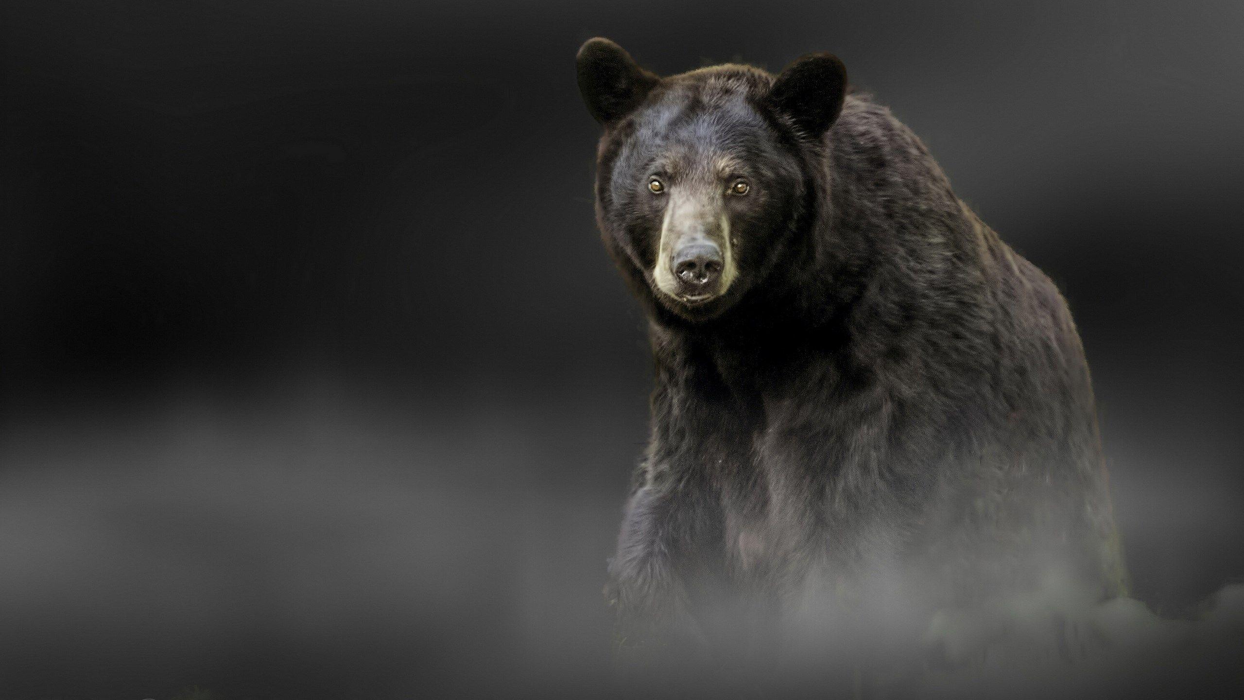 2560x1440 Bear Wallpaper
