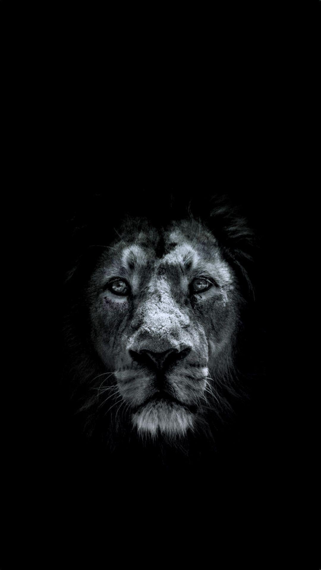 Black Lion iPhone Wallpapers - Top Free Black Lion iPhone Backgrounds