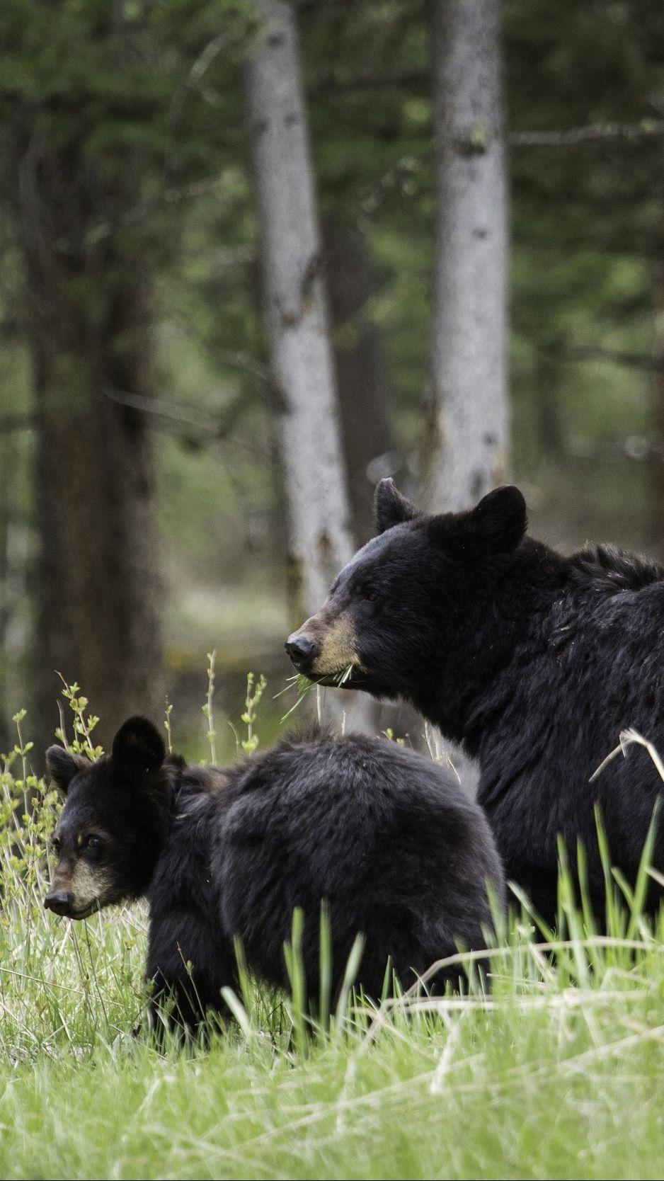 938x1668 Download wallpaper 938x1668 bears, cub, family, walk, couple