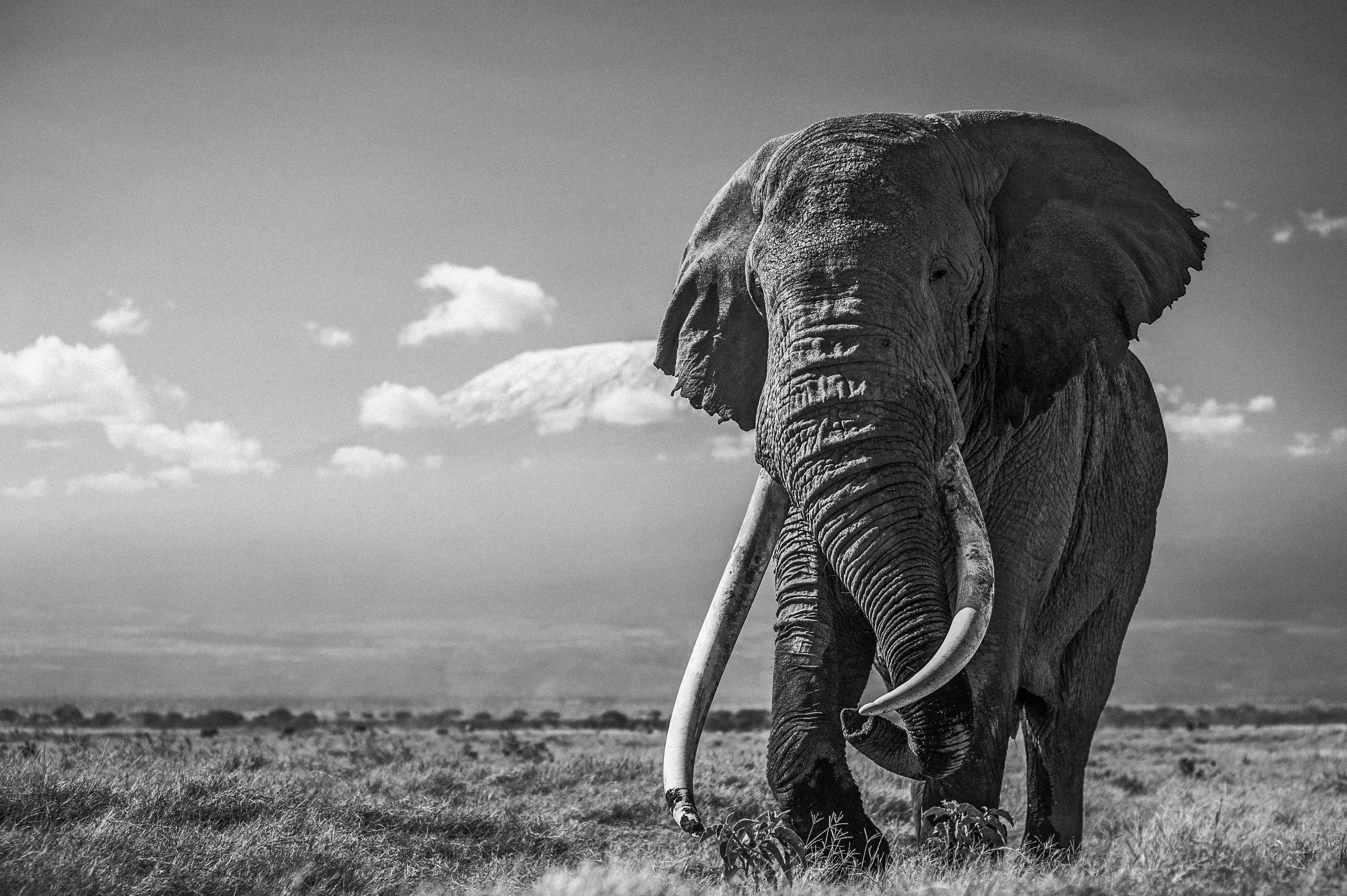 4256x2831 Save Africa's Elephants. Elephant, Elephant black and white, Elephant background