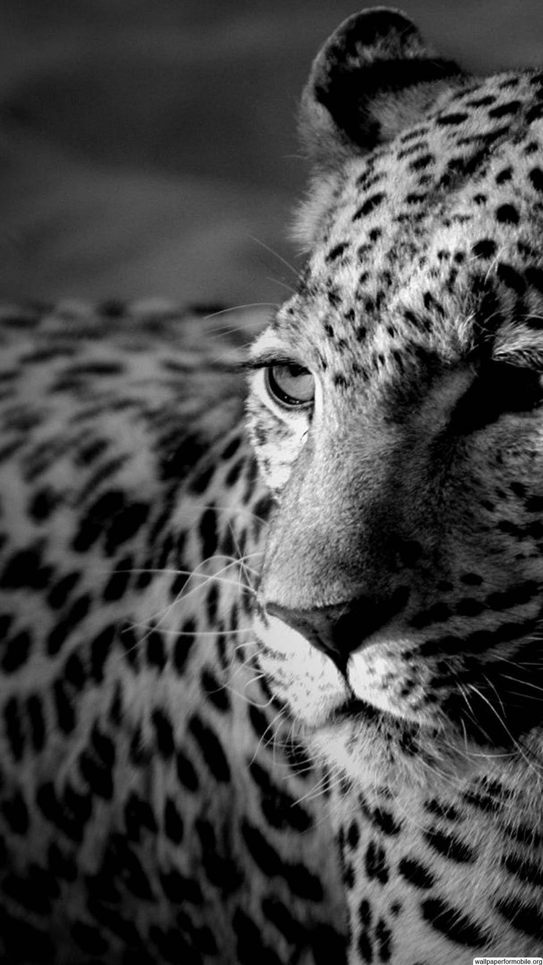 1125x2436 Leopard, animal, relaxed, portrait wallpaper