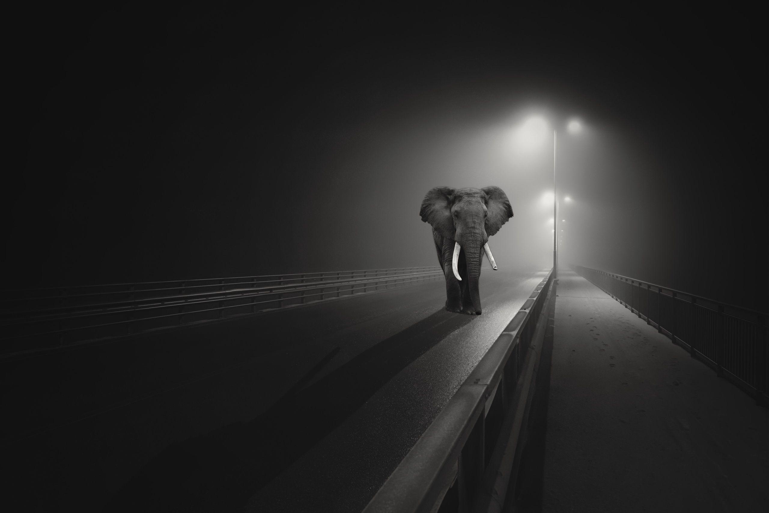 2560x1707 Wallpaper Elephant, Night, Dark background, Highway, Black, HD