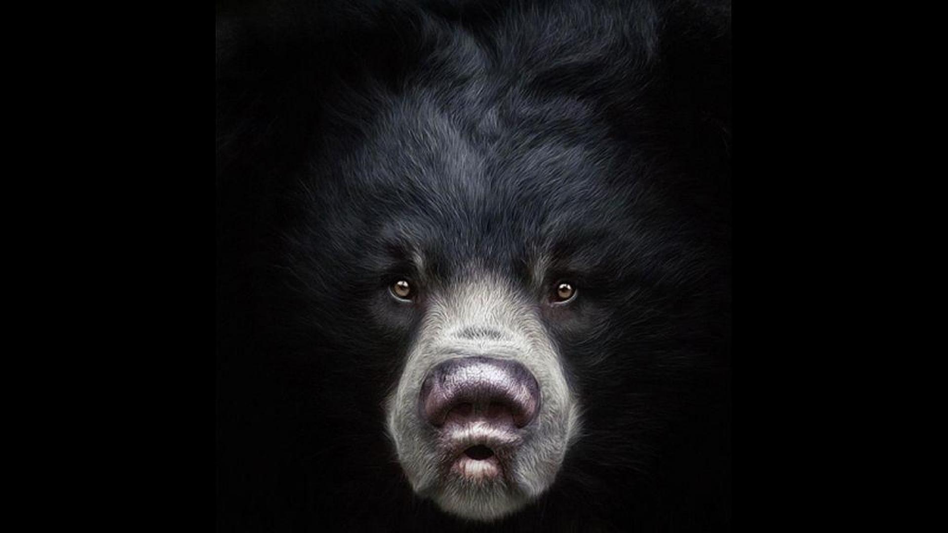 1920x1080 Bear Wallpaper