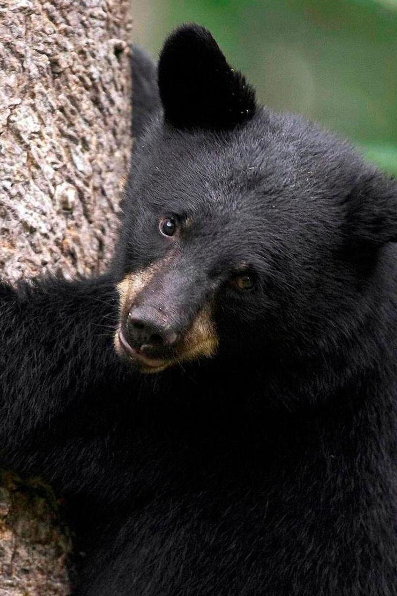800x1200 Download wallpaper 800x1200 bear, tree, hugging, color, fur