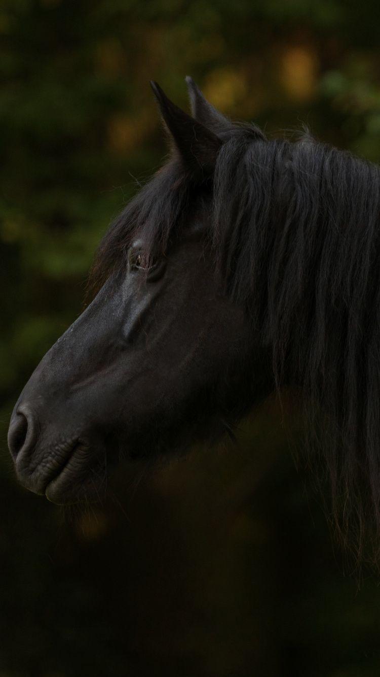 750x1334 Download 750x1334 wallpaper black horse, animal, muzzle