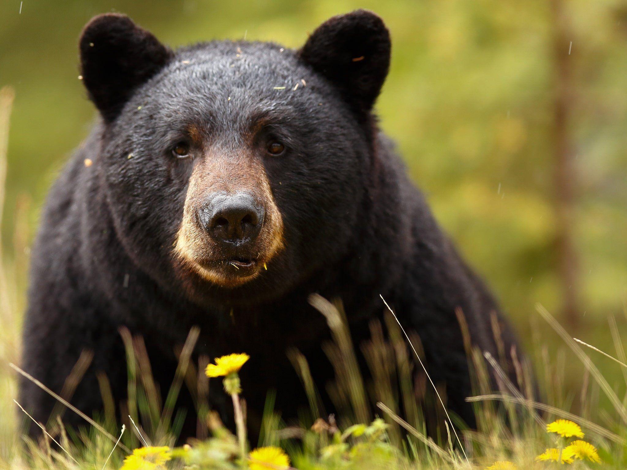 2048x1537 Baribal black bear bear muzzle eyes predator wallpaper