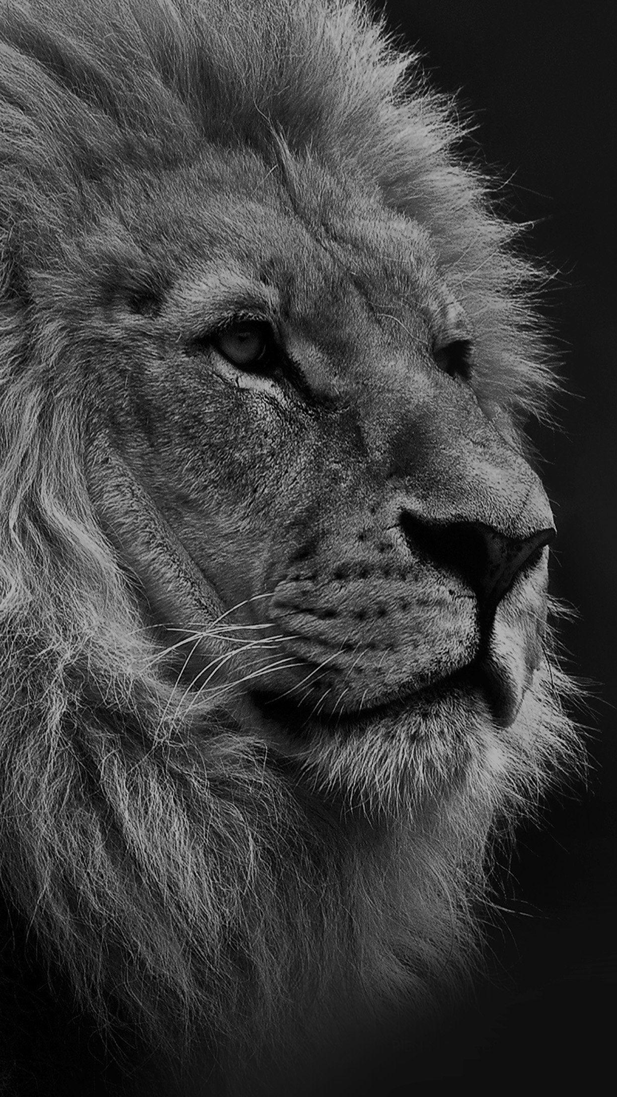 Black Lion Wallpapers - Top Free Black Lion Backgrounds - WallpaperAccess