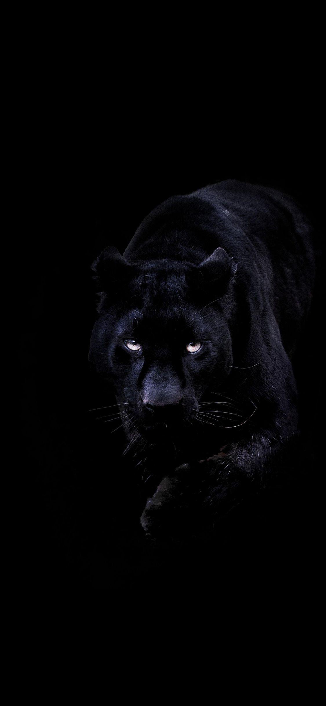 Dark Black Panther Animal Wallpaper