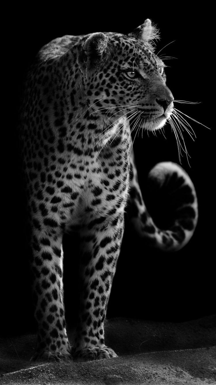 Black Leopard iPhone Wallpapers - Top Free Black Leopard iPhone