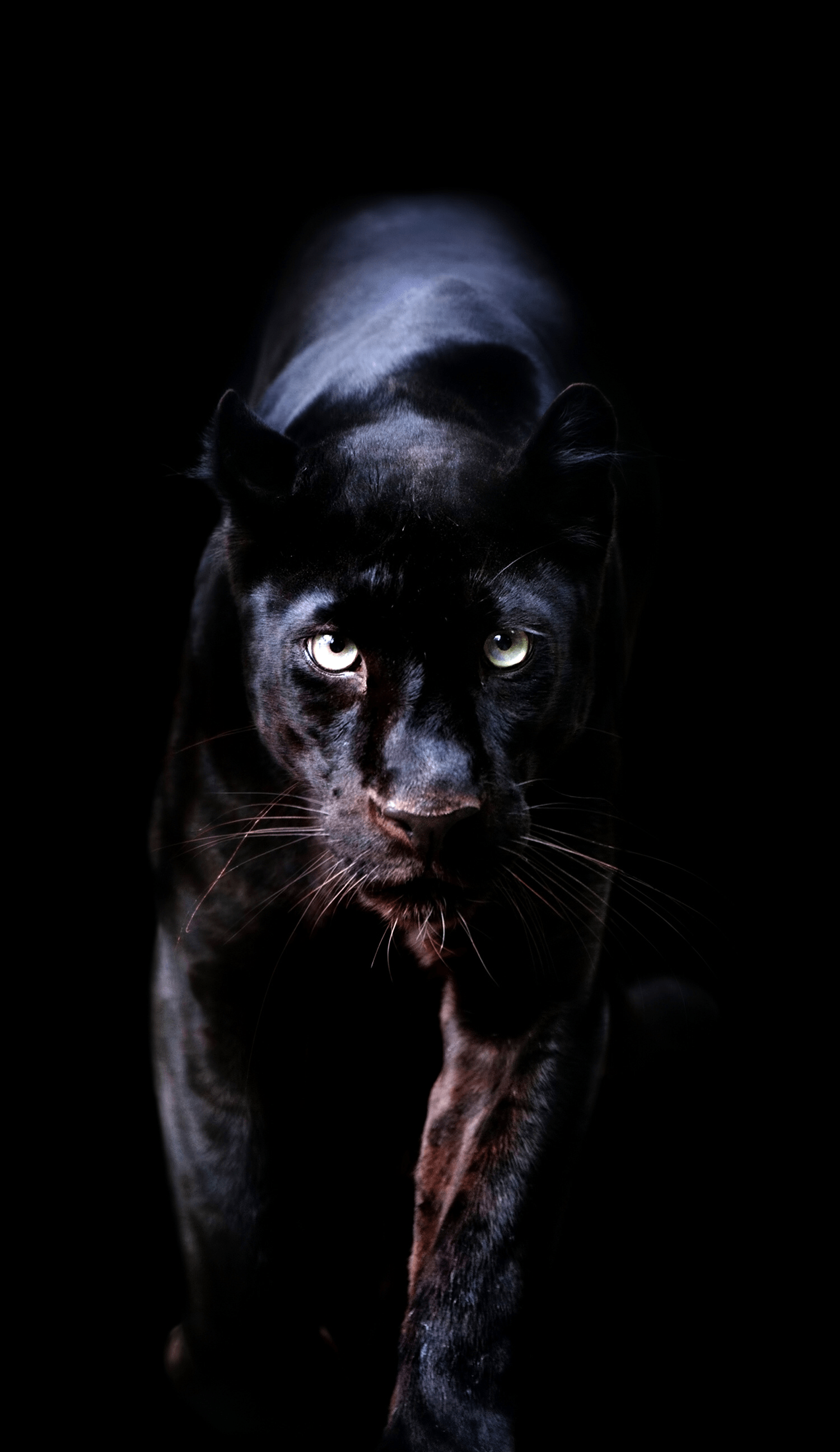 Black Panther HD, HD Animals, 4k Wallpapers, Images, Backgrounds, Photos  and Pictures