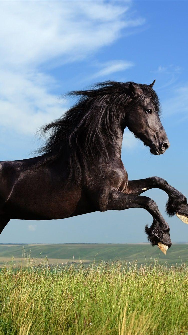 750x1334 Freedom Black Horse Galloping 750x1334 IPhone 8 7 6 6S