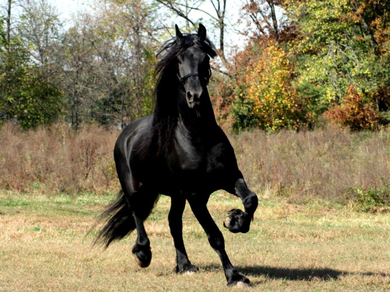 1302x976 Best Dark Horse Background Wallpaper