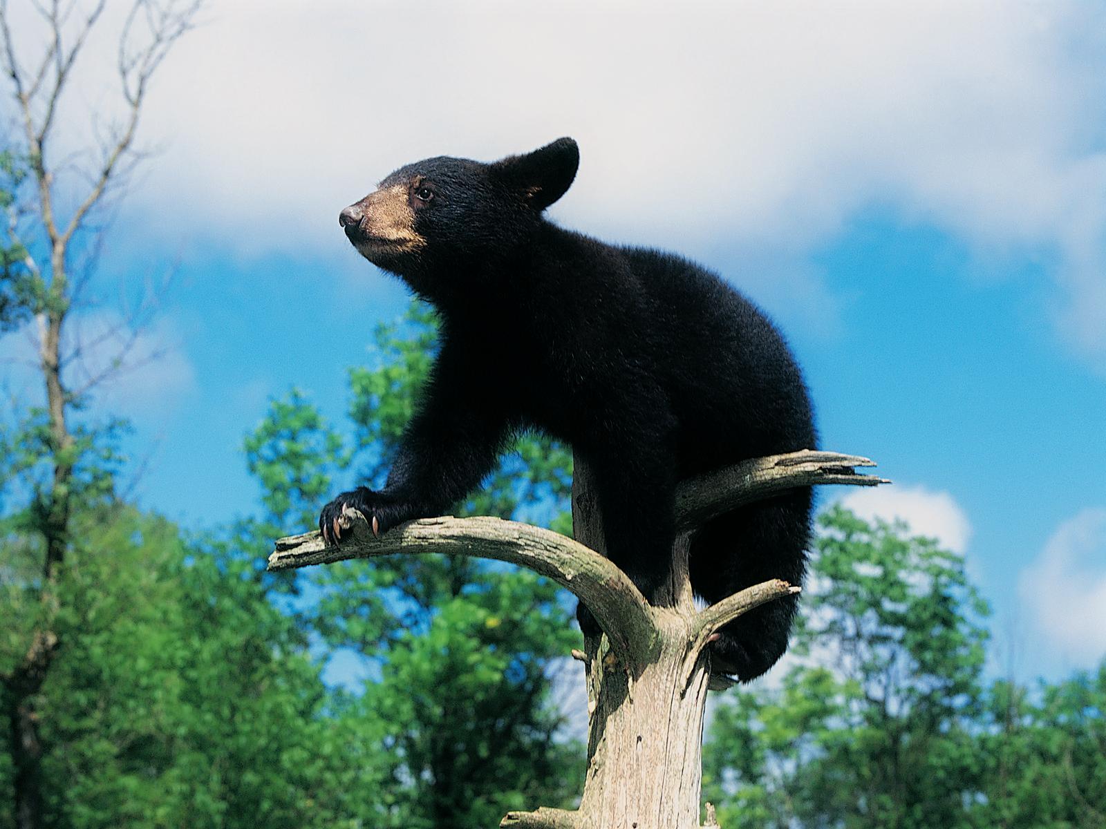 1600x1200 Free Black Bear Wallpaper