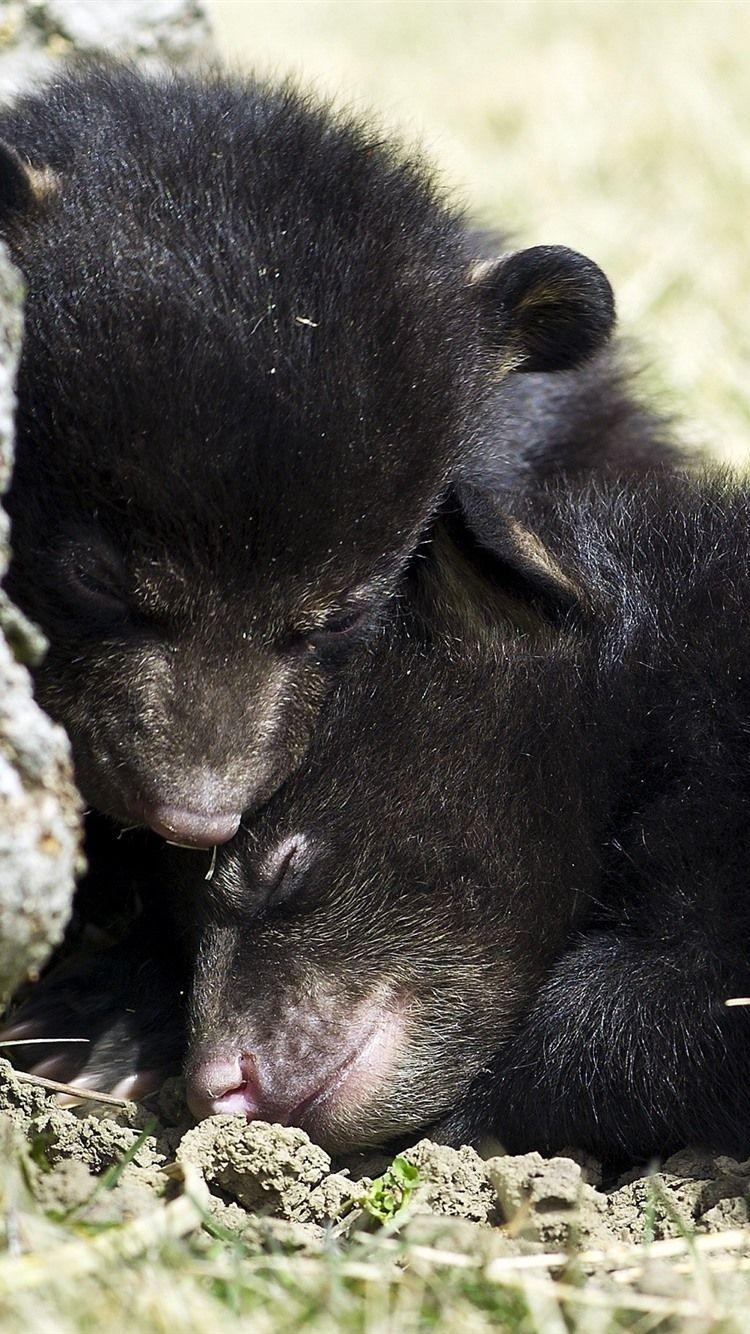 750x1334 Black Bear Cubs 750x1334 IPhone 8 7 6 6S Wallpaper