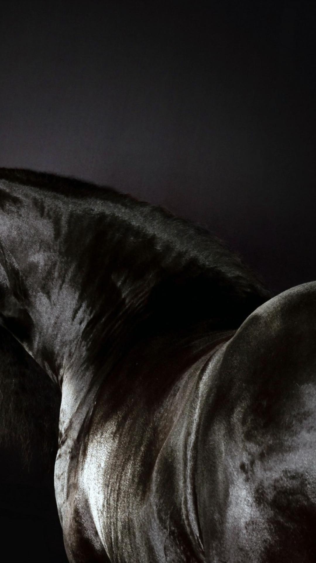 Black Horse iPhone Wallpapers Top Free Black Horse iPhone Backgrounds