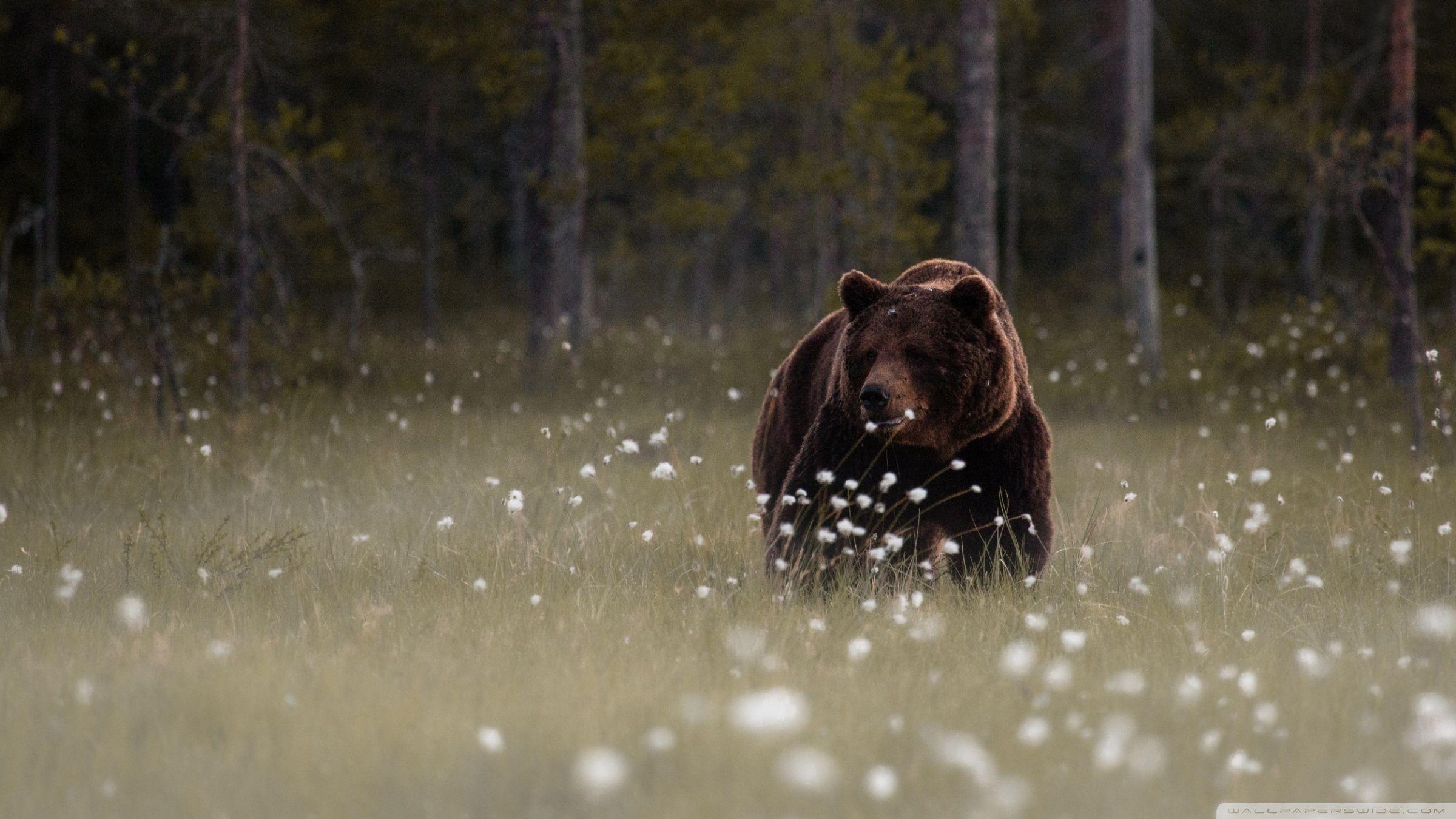 2400x1350 Bear Wallpaper