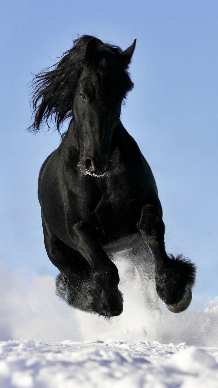750x1334 Animal Horse (750x1334) Wallpaper
