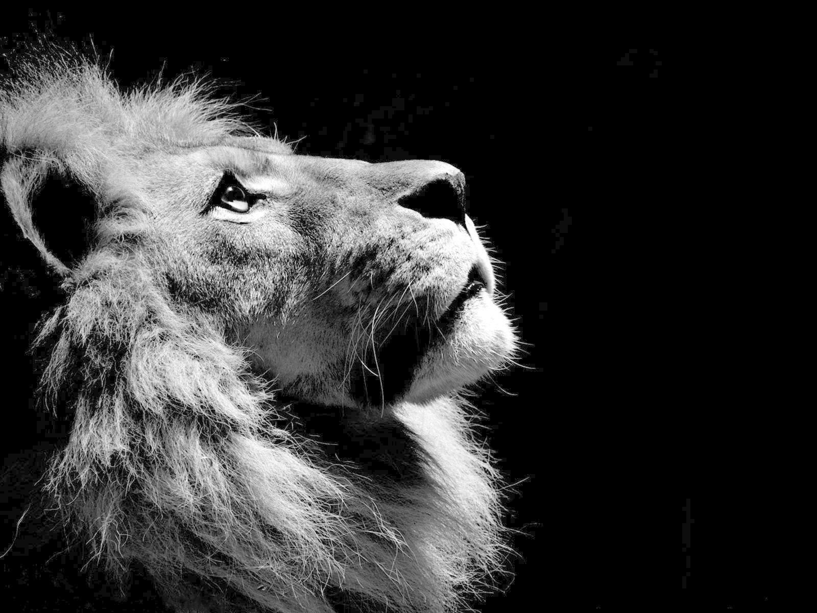 1600x1200 Black Lion HD Wallpaper, Picture