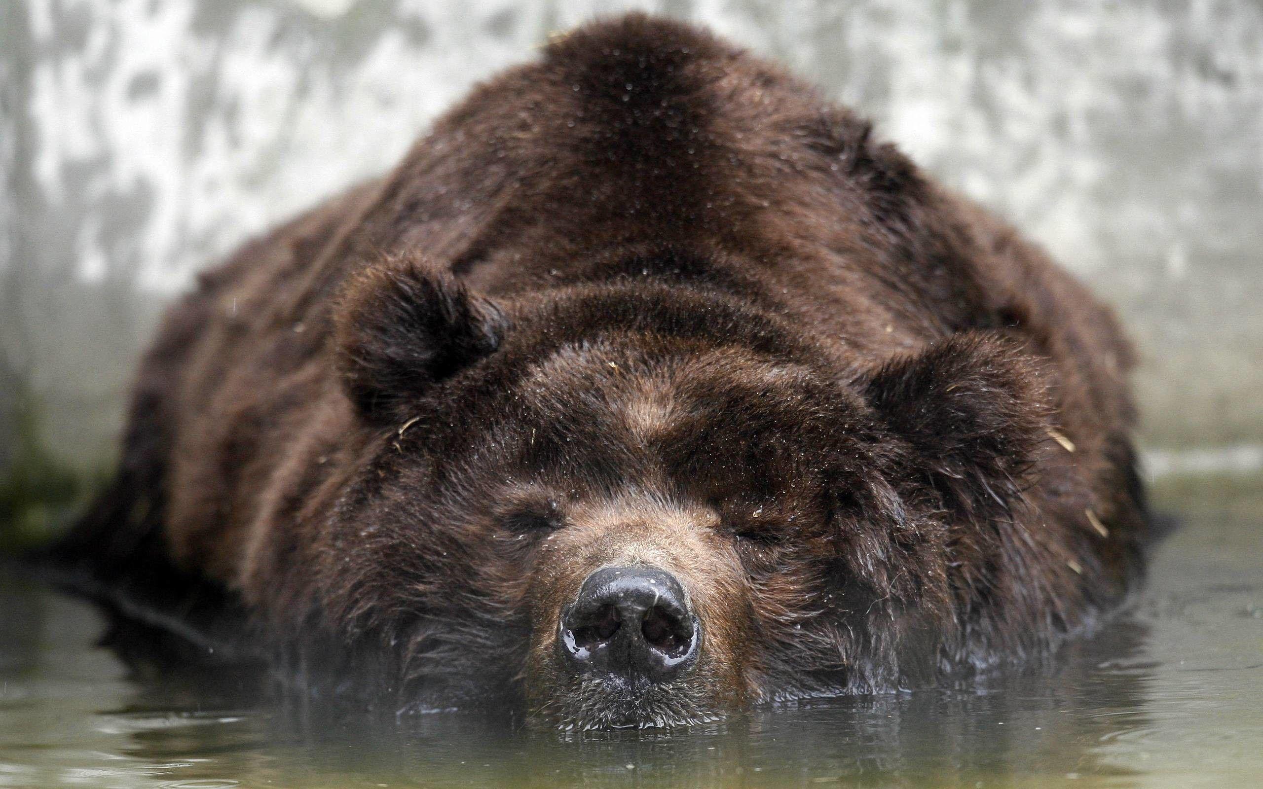 2560x1600 Wallpaper Black Bear Picture