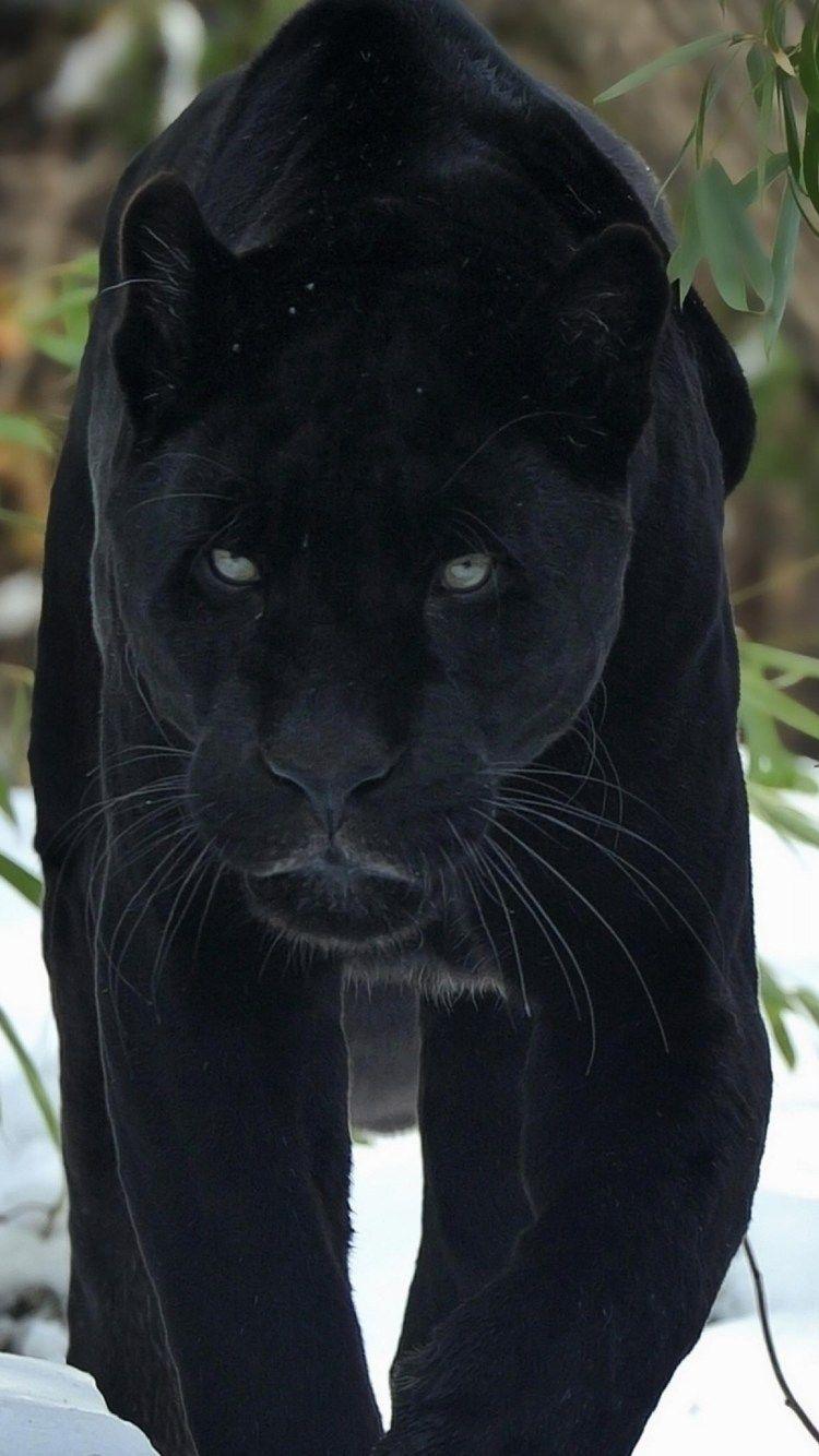 Black Panther Animal Iphone Wallpapers - Top Free Black Panther Animal 