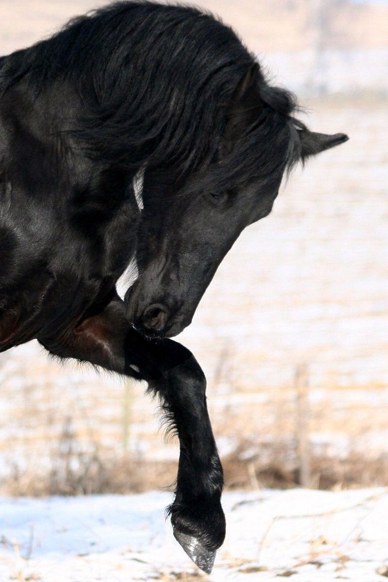 800x1200 Download Wallpaper 800x1200 Horse, Black, Leg Iphone 4s 4