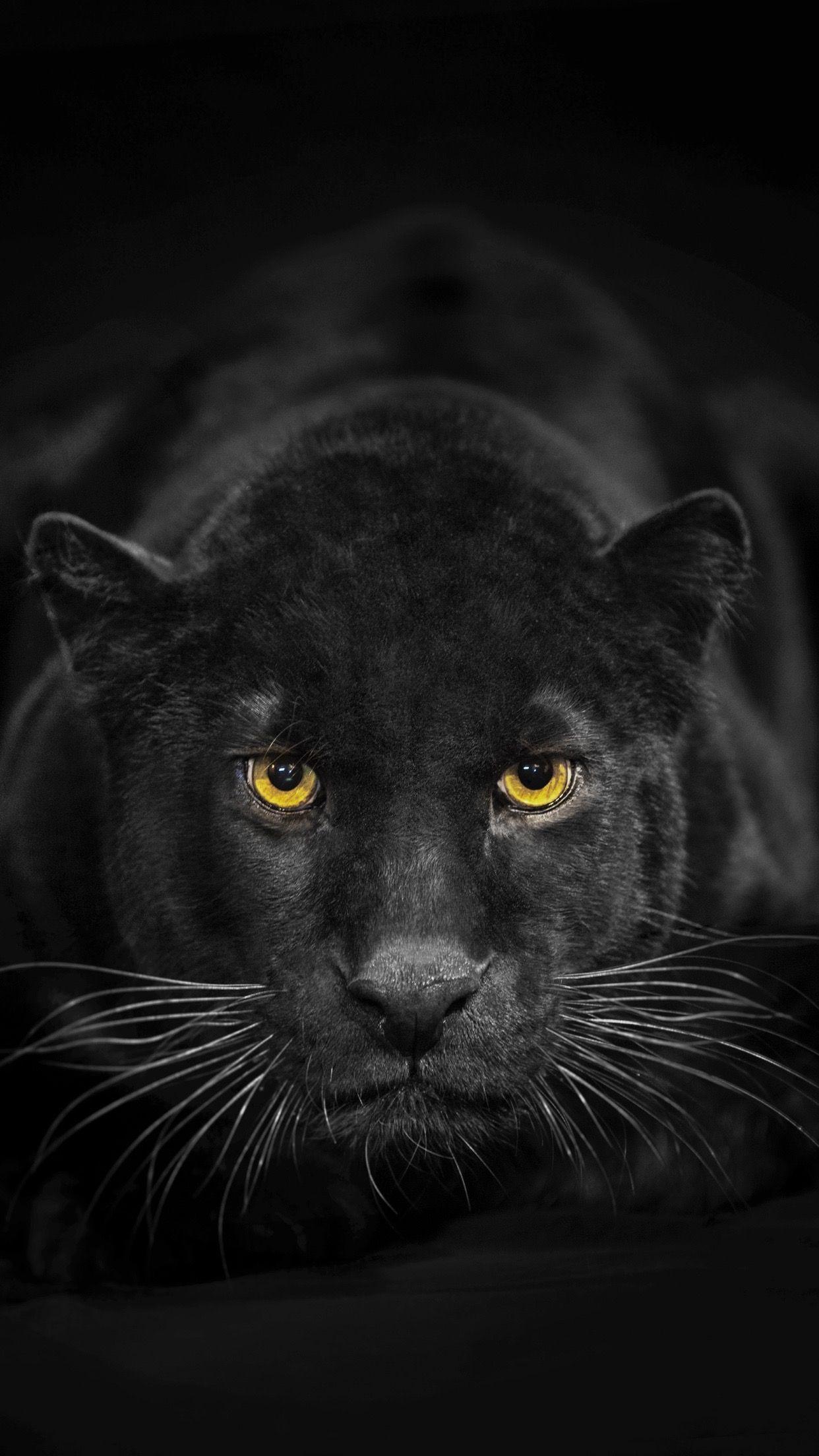 Black Panther Animal Iphone Wallpapers Top Free Black Panther Animal