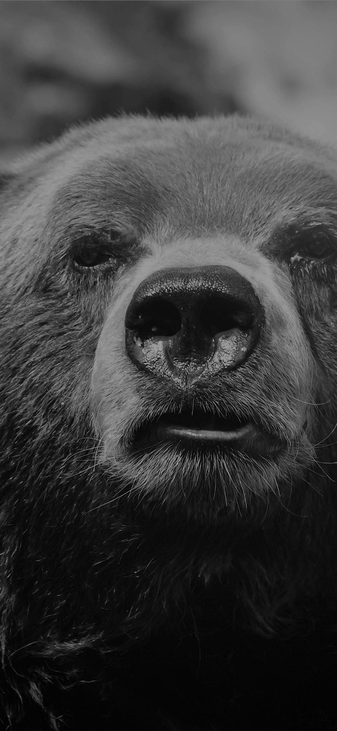 1125x2436 iPhone wallpaper. bear face what the hell