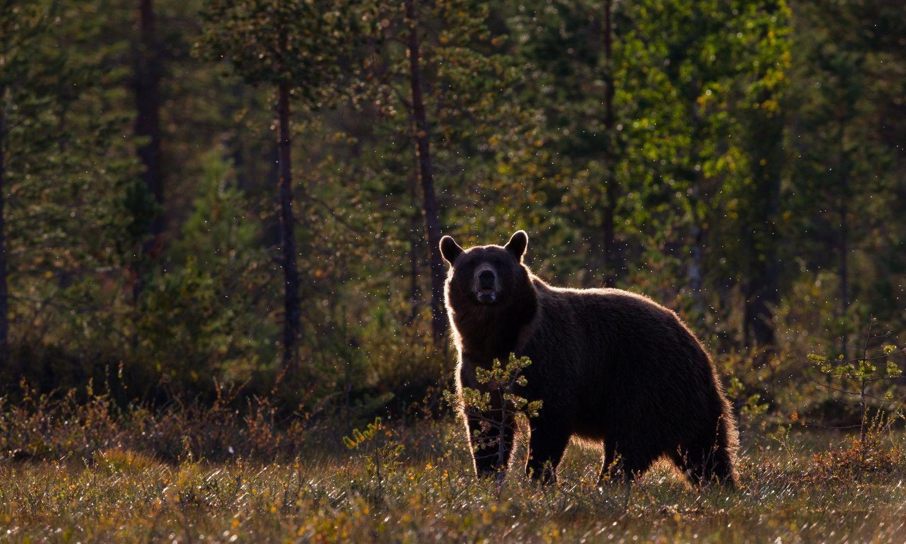 1800x1080 Bear Wallpaper