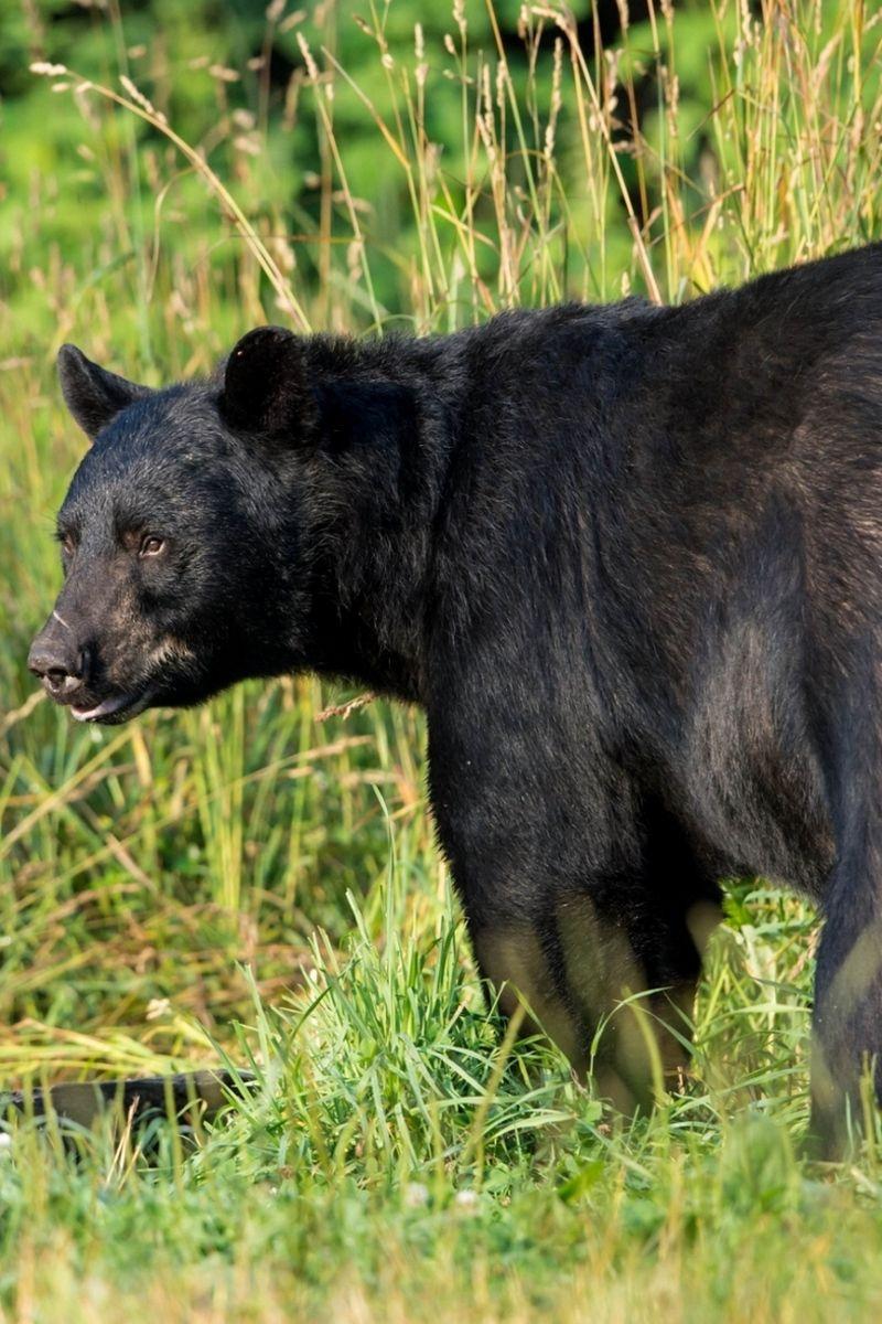 800x1200 Download wallpaper 800x1200 american black bear, predator
