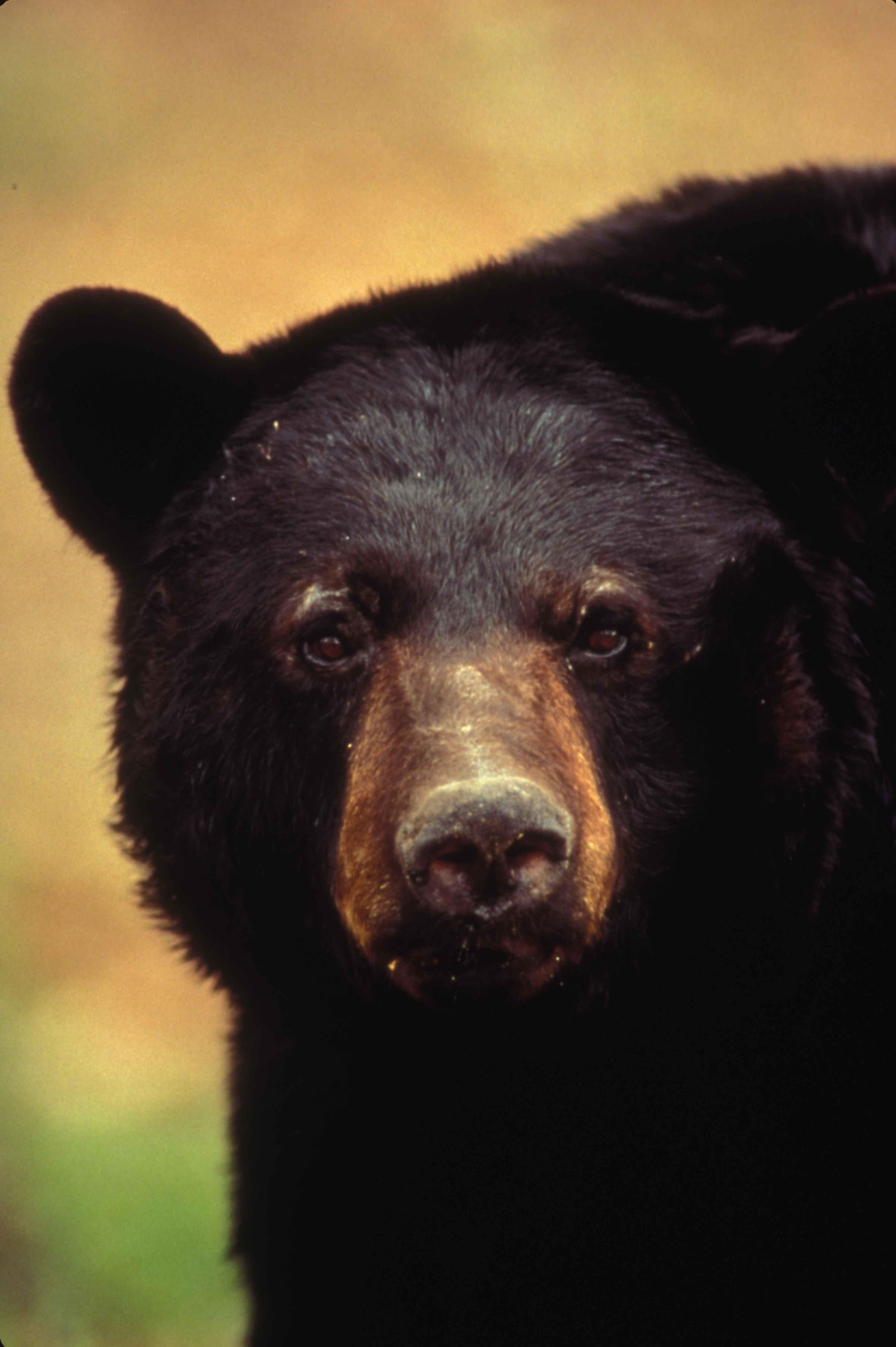 3300x4960 American Black Bear Wallpaper High Quality