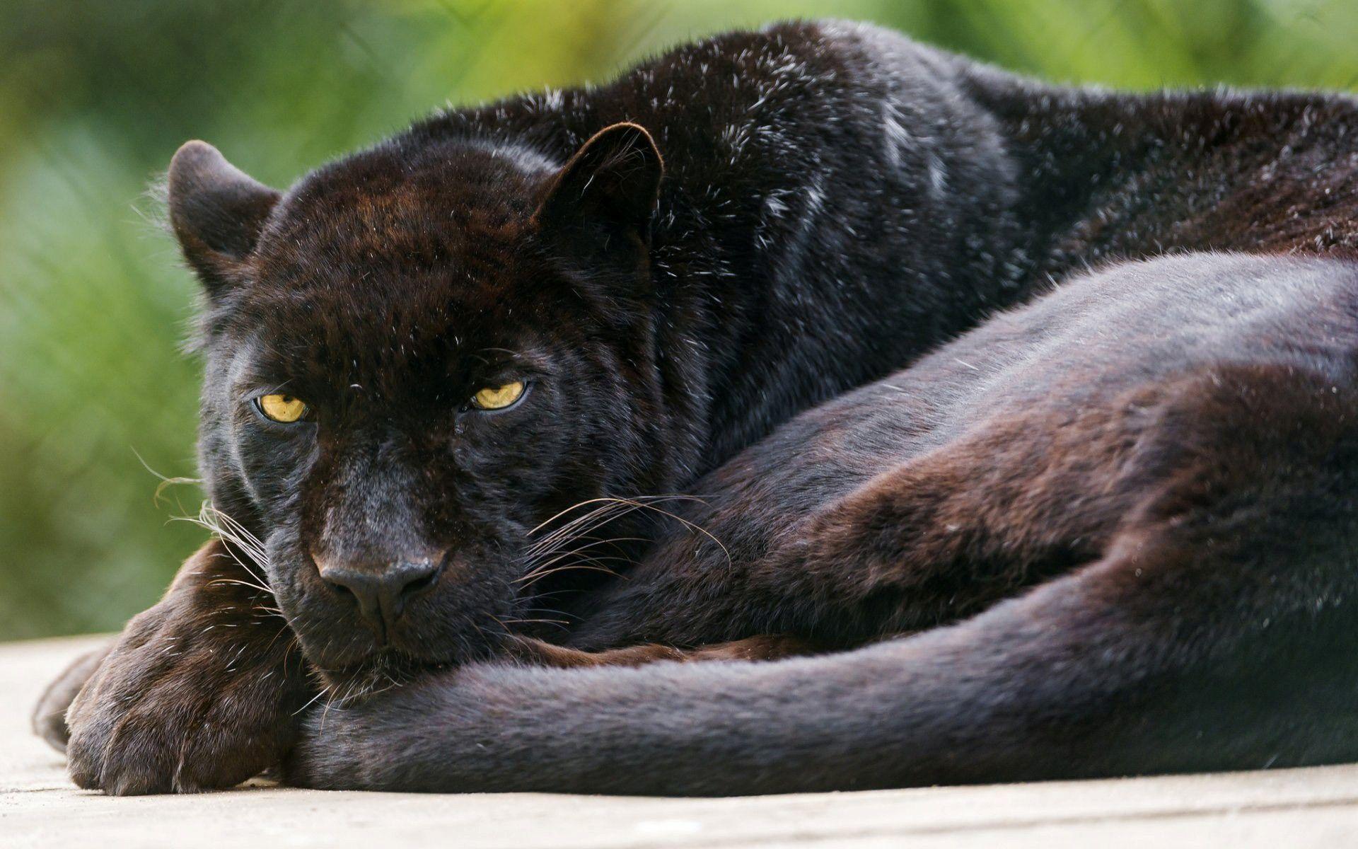 Black Leopard Wallpapers - Top Free Black Leopard Backgrounds ...