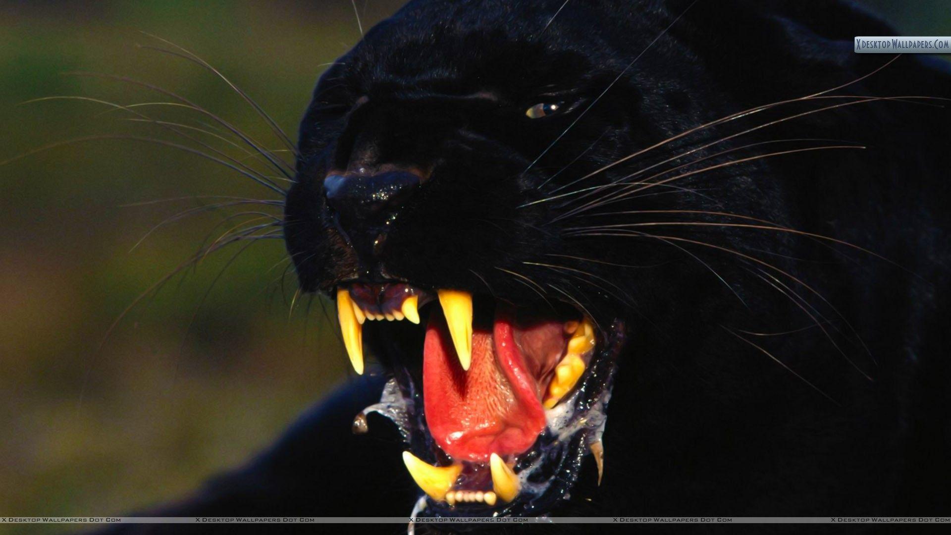 1920x1080 Enraged, Black Leopard Wallpaper