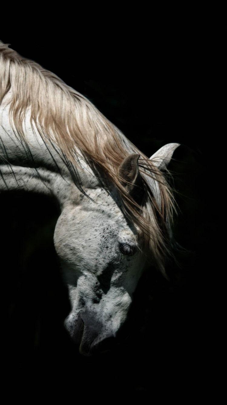 750x1334 White Horse, Head, Black Background 750x1334 IPhone 8 7 6 6S