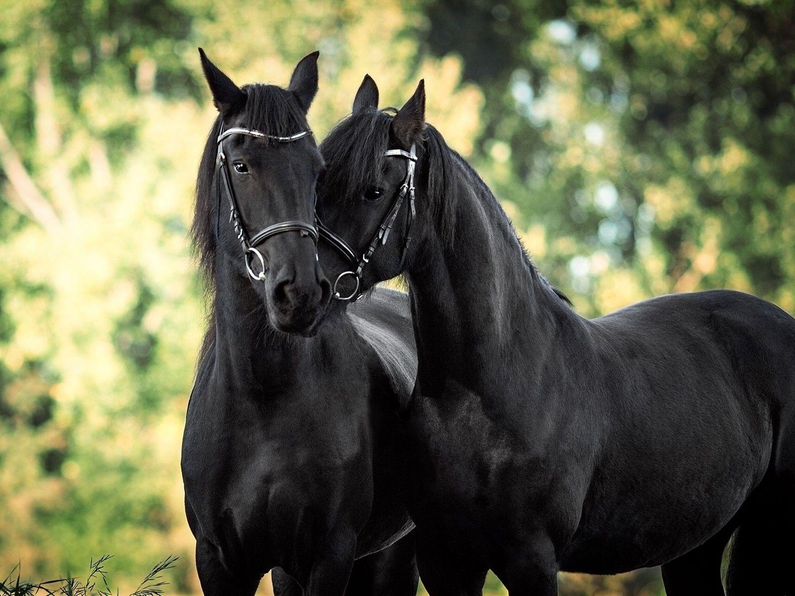 1600x1200 Beautiful Black Horses HD Desktop Wallpaper :