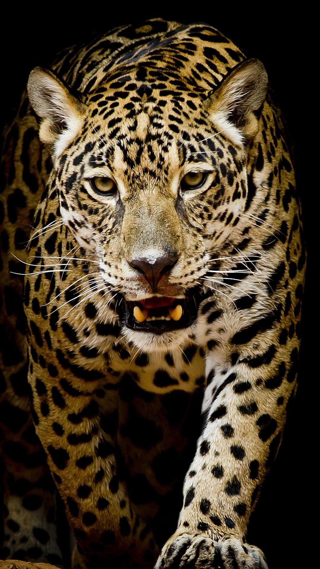1080x1920 Leopard Walk To You, Black Background 1080x1920 IPhone 8 7 6
