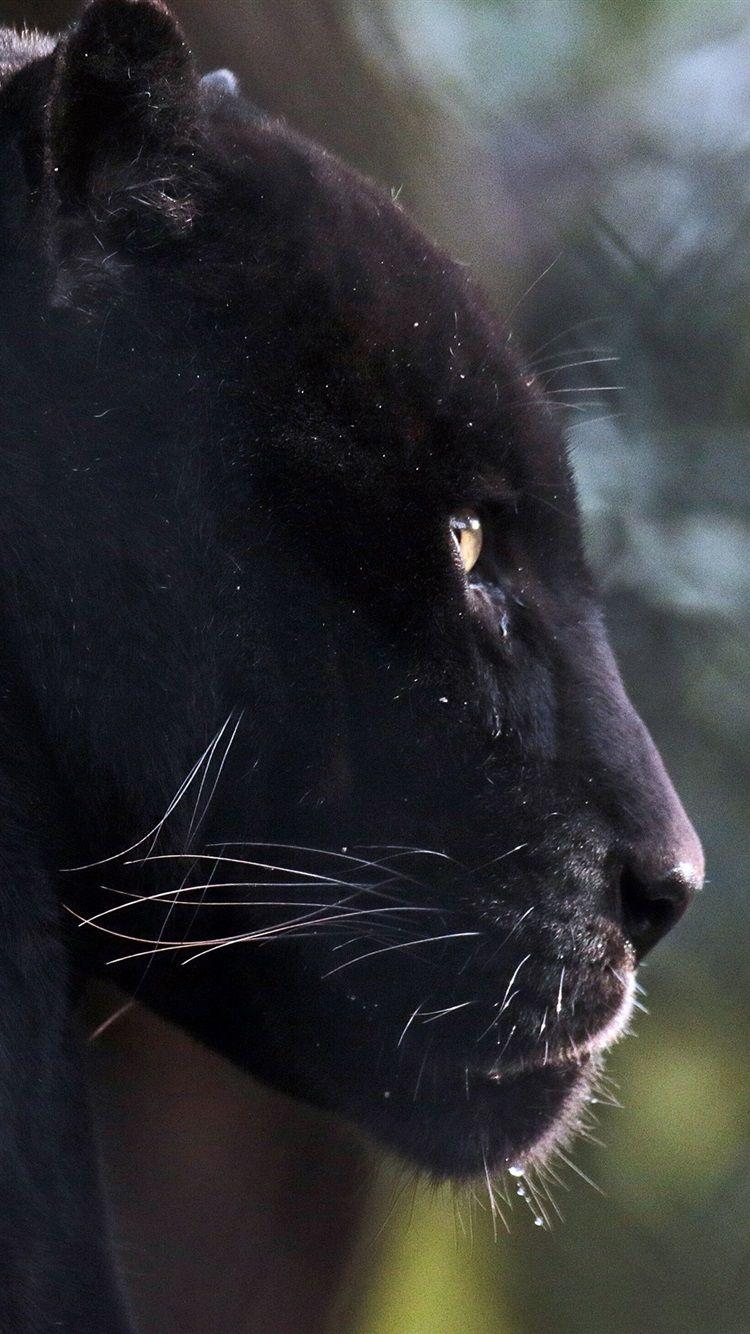 Black Panther Animal iPhone Wallpapers Top Free Black Panther Animal