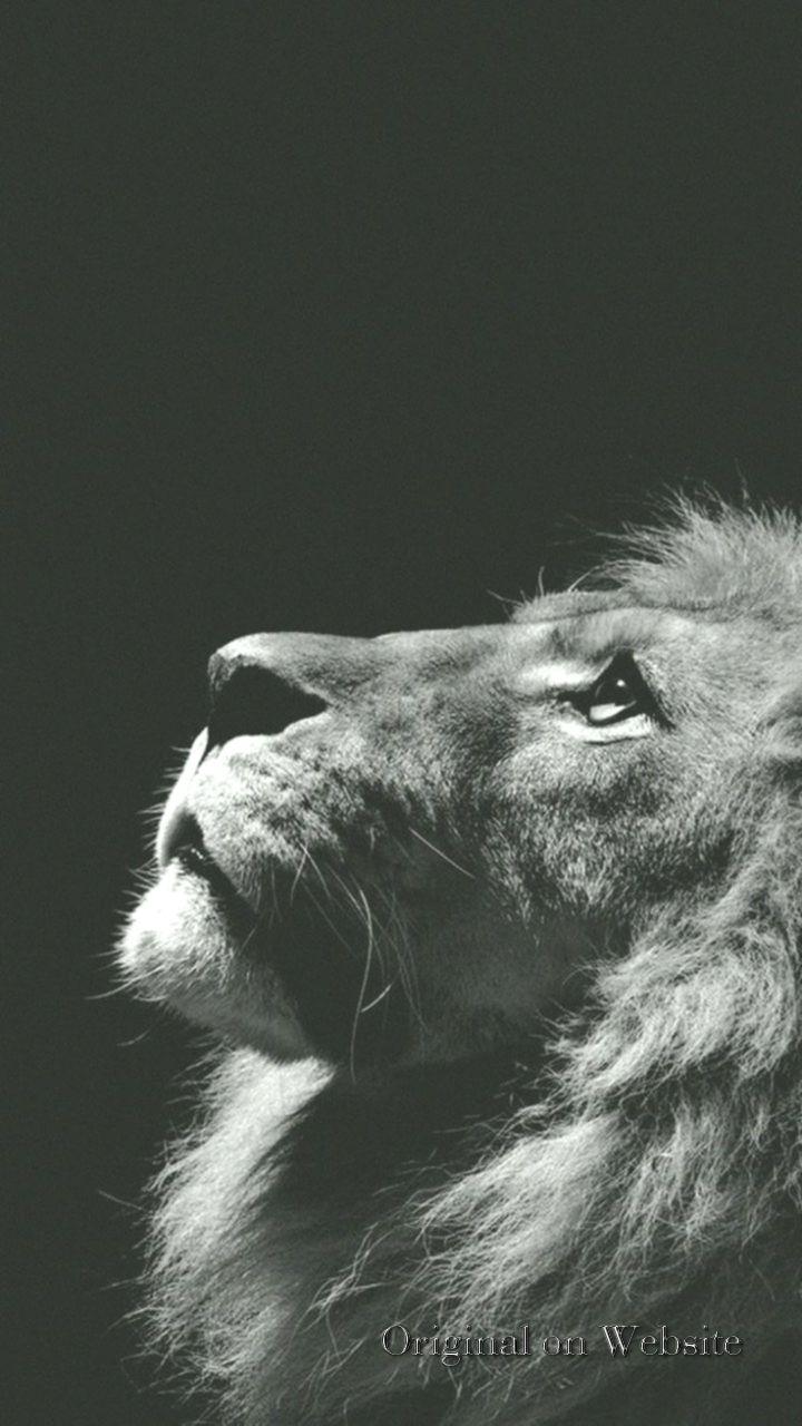 Black Lion iPhone Wallpapers - Top Free Black Lion iPhone Backgrounds ...