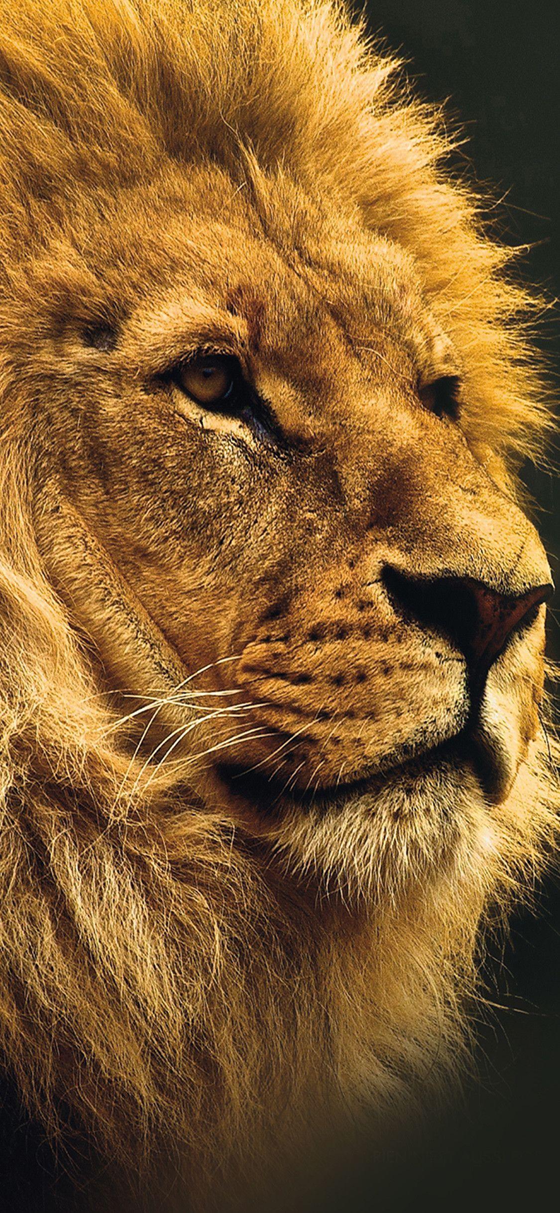 Lion iPhone X Wallpapers - Top Những Hình Ảnh Đẹp