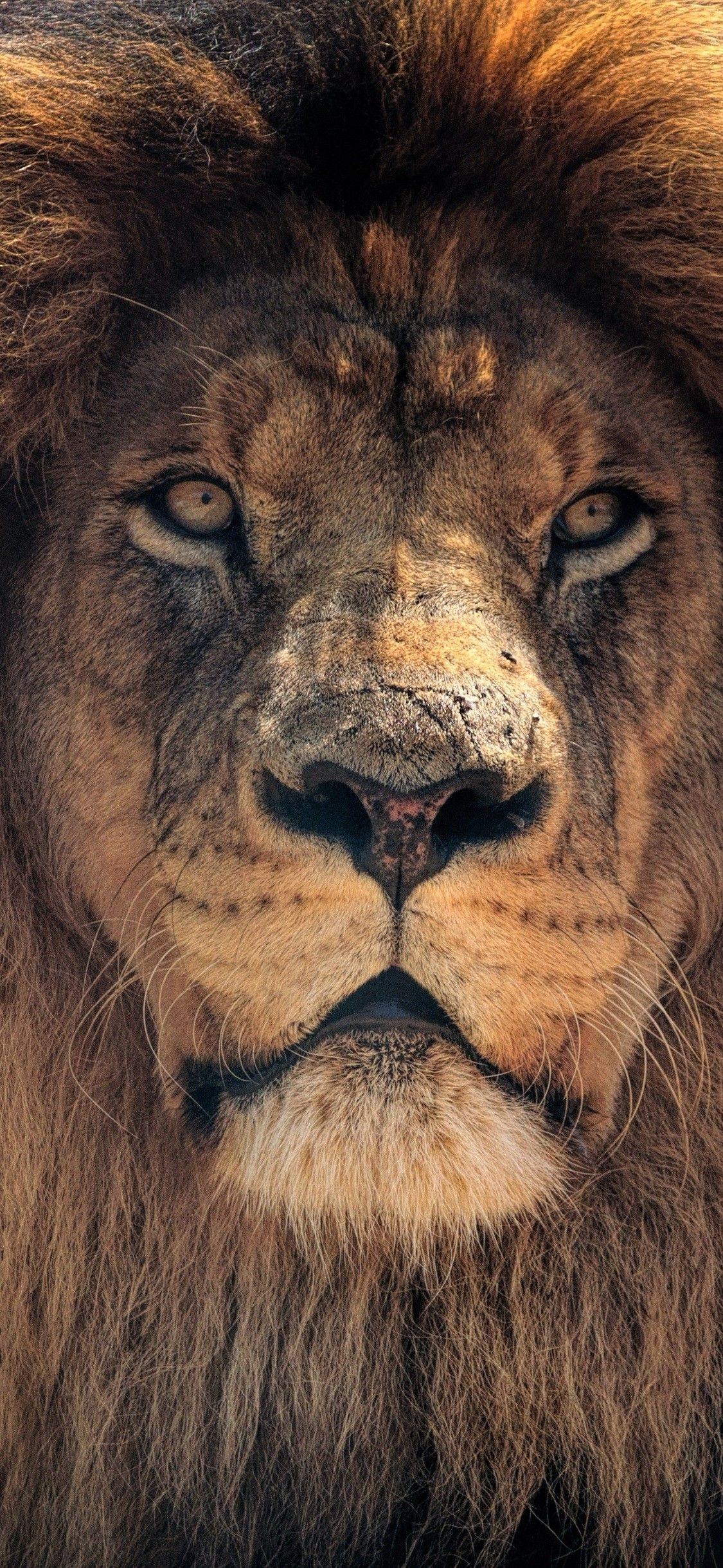 Lion iPhone X Wallpapers - Top Free ...