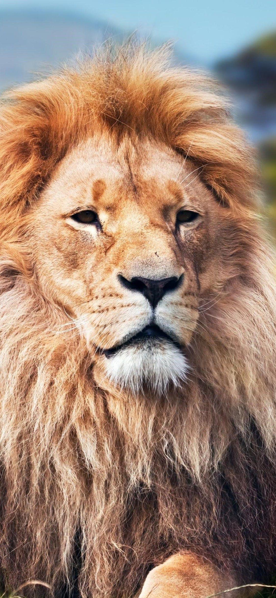 1125x2436 Lion 4k iPhone XS, iPhone 10, iPhone X HD 4k