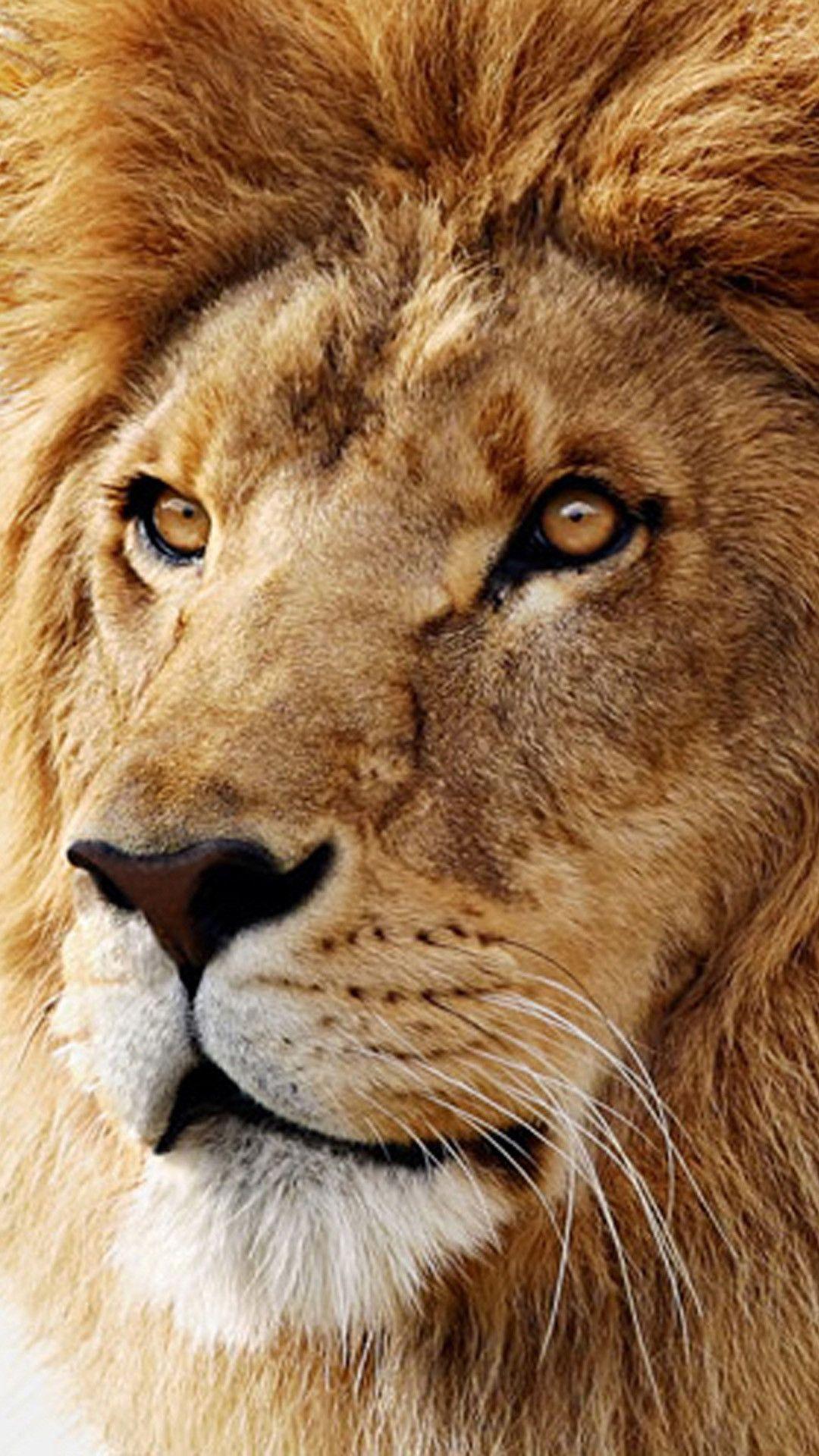 1080x1920 Lion Hình nền iPhone
