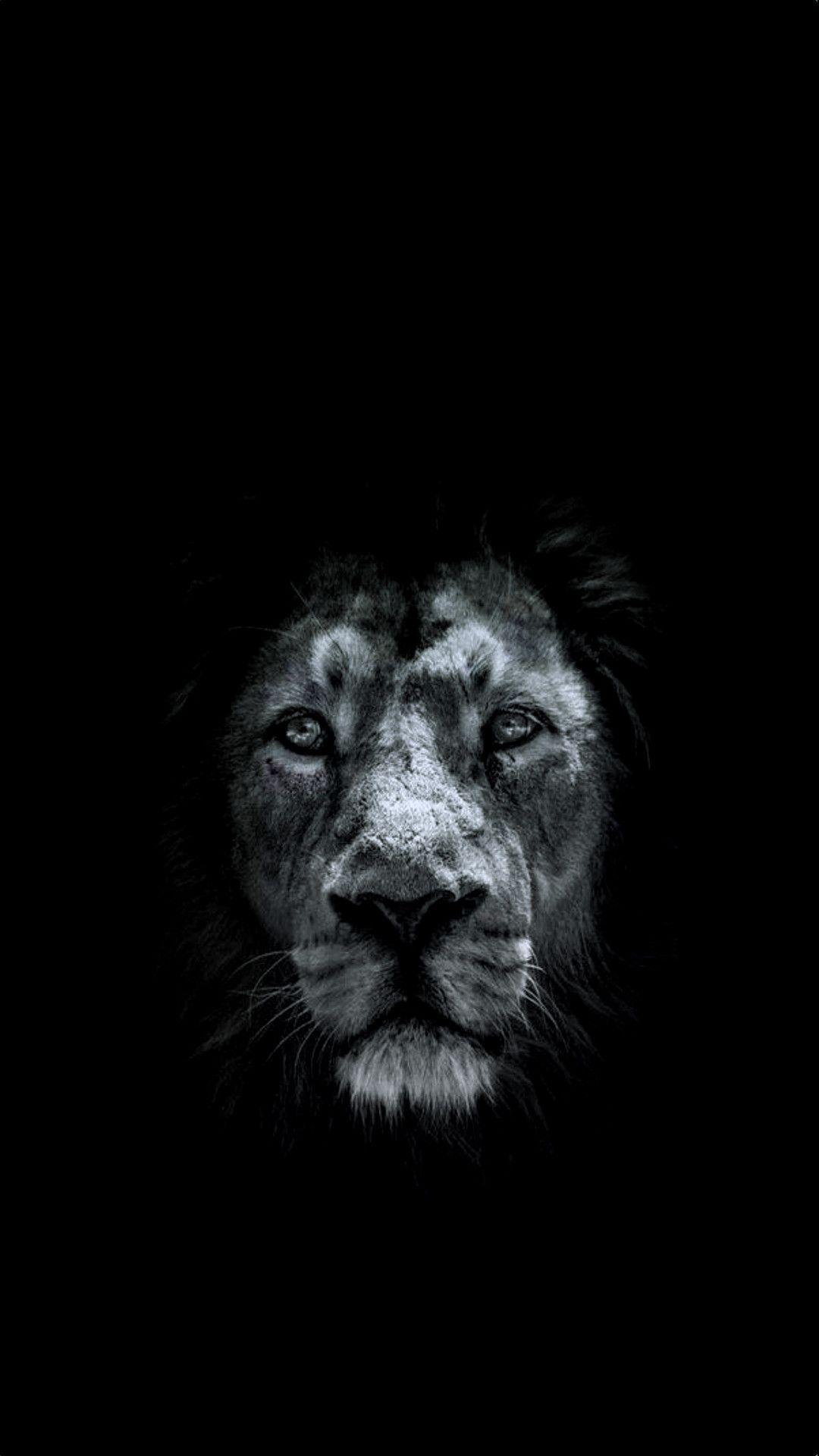 1080x1920 Lion Hình nền iPhone
