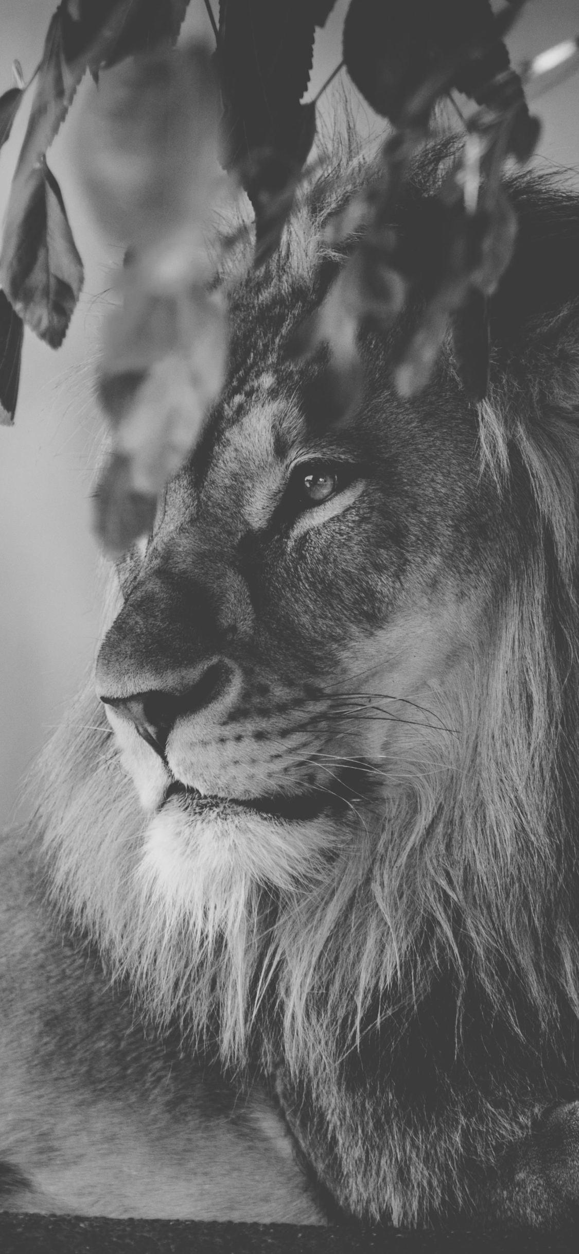 1125x2436 Lion Monochrome 5k iPhone XS, iPhone 10, iPhone X HD