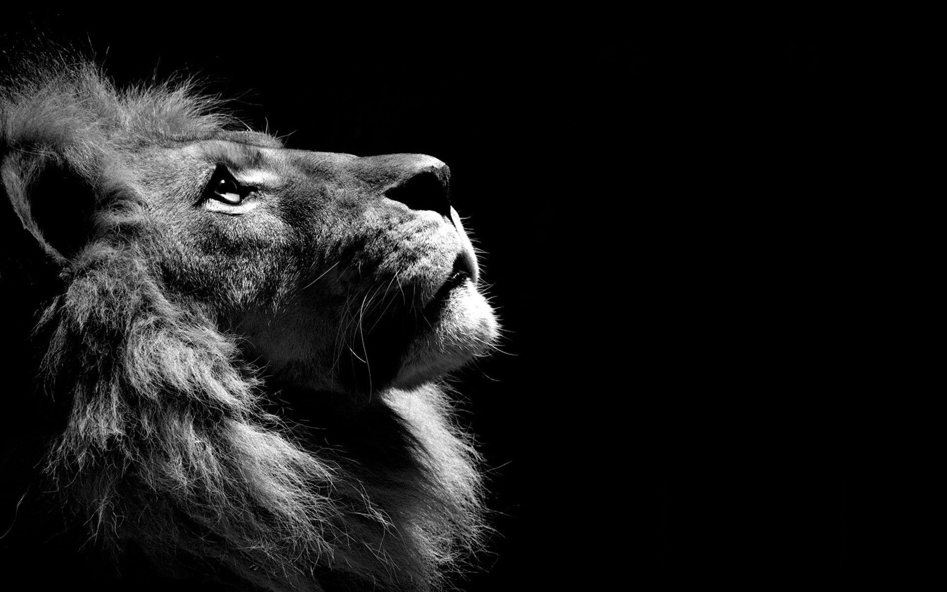 1920x1200 Lion Wallpaper Desktop