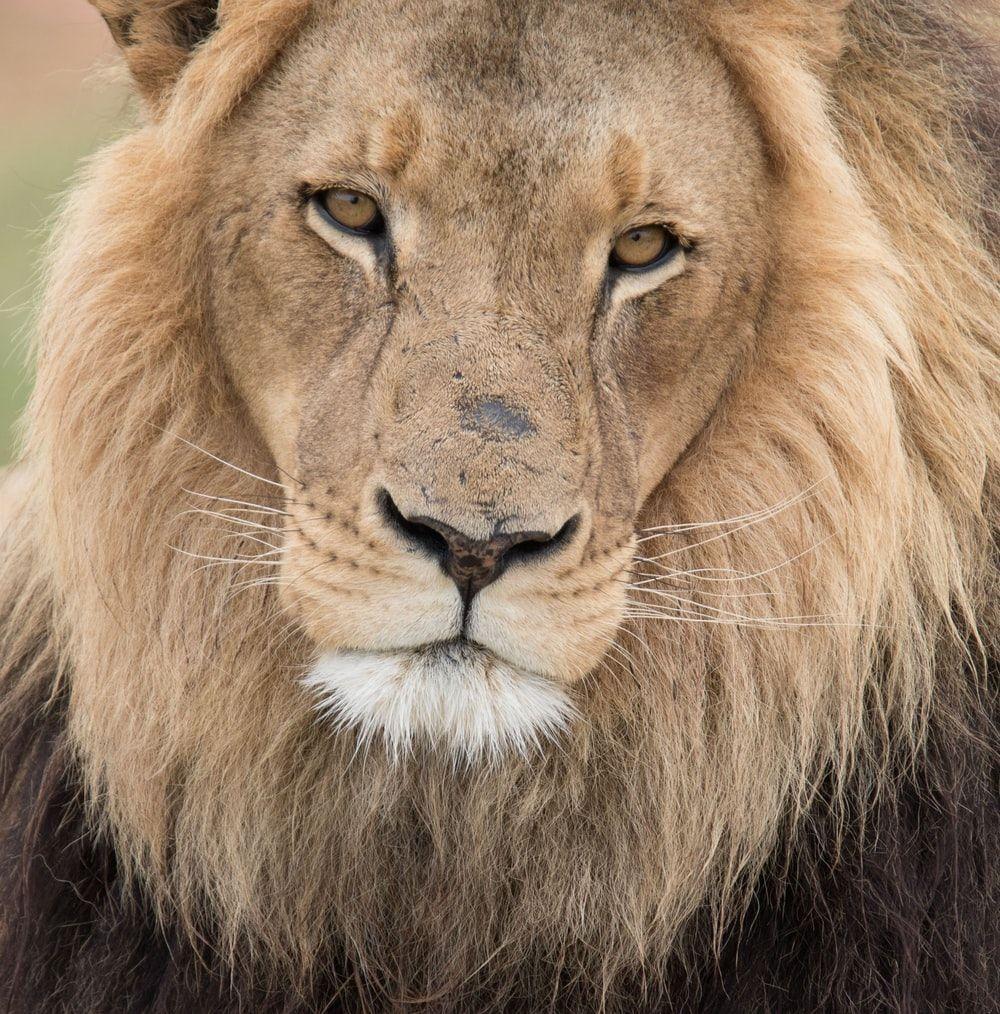 1000x1014 Male Lion Picture. Download Free Image