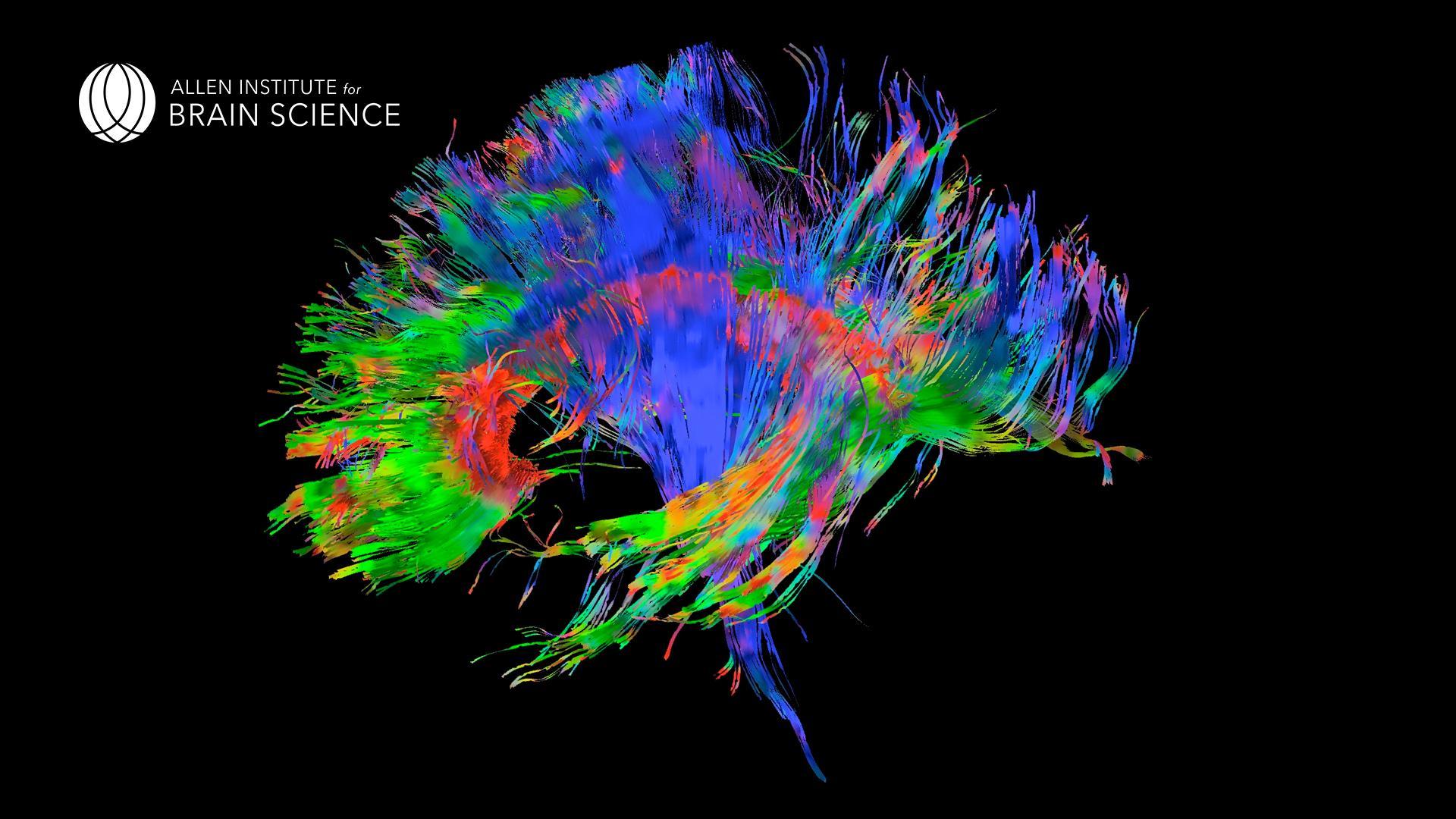 1920x1080 Brain Wallpaper