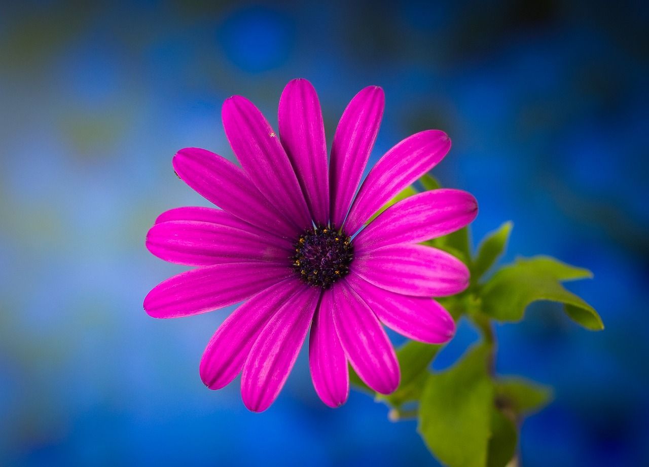 1280x922 Aster Flower Purple
