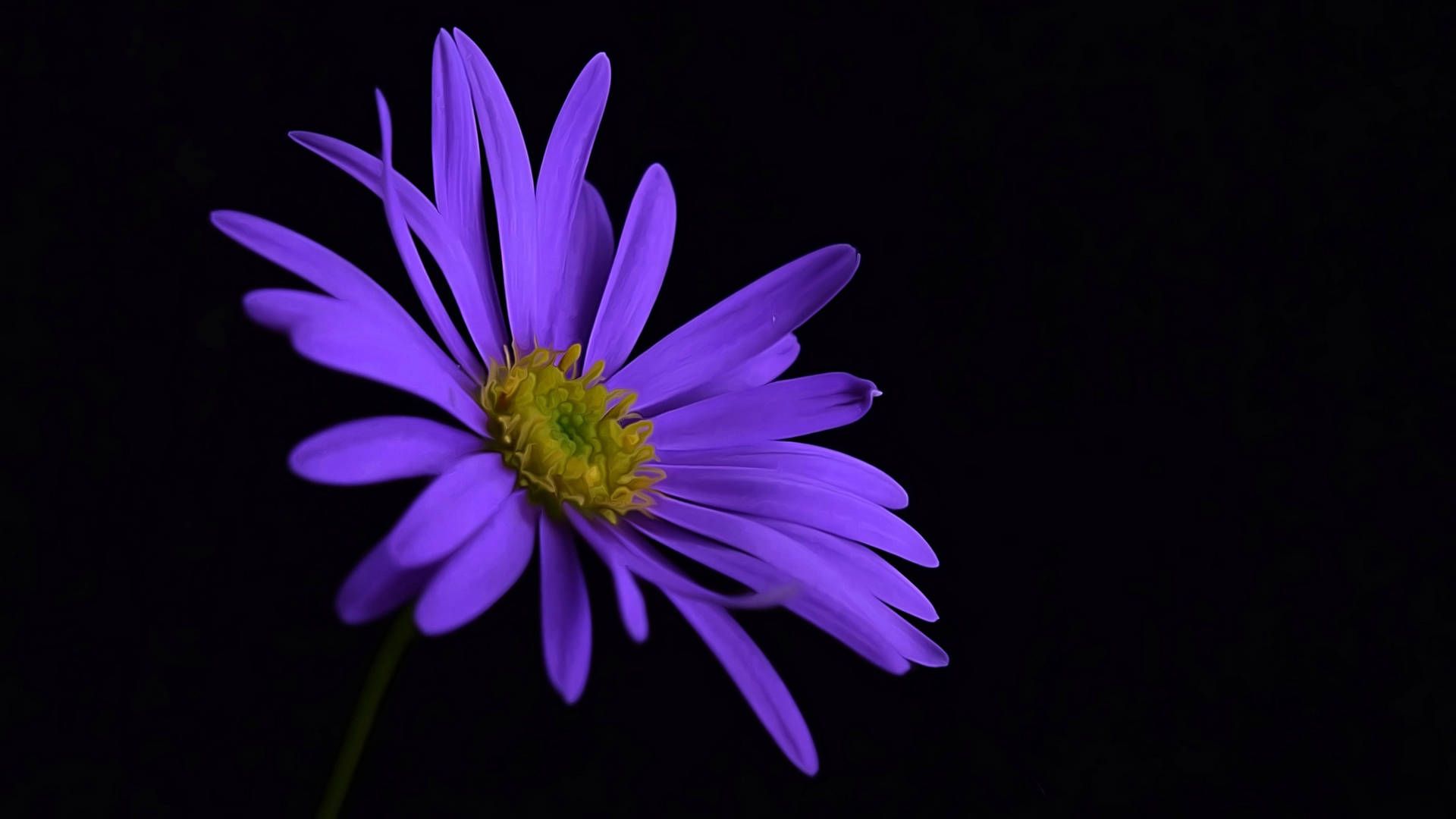 1920x1080 Purple Aesthetic Aster Flower Wallpaper