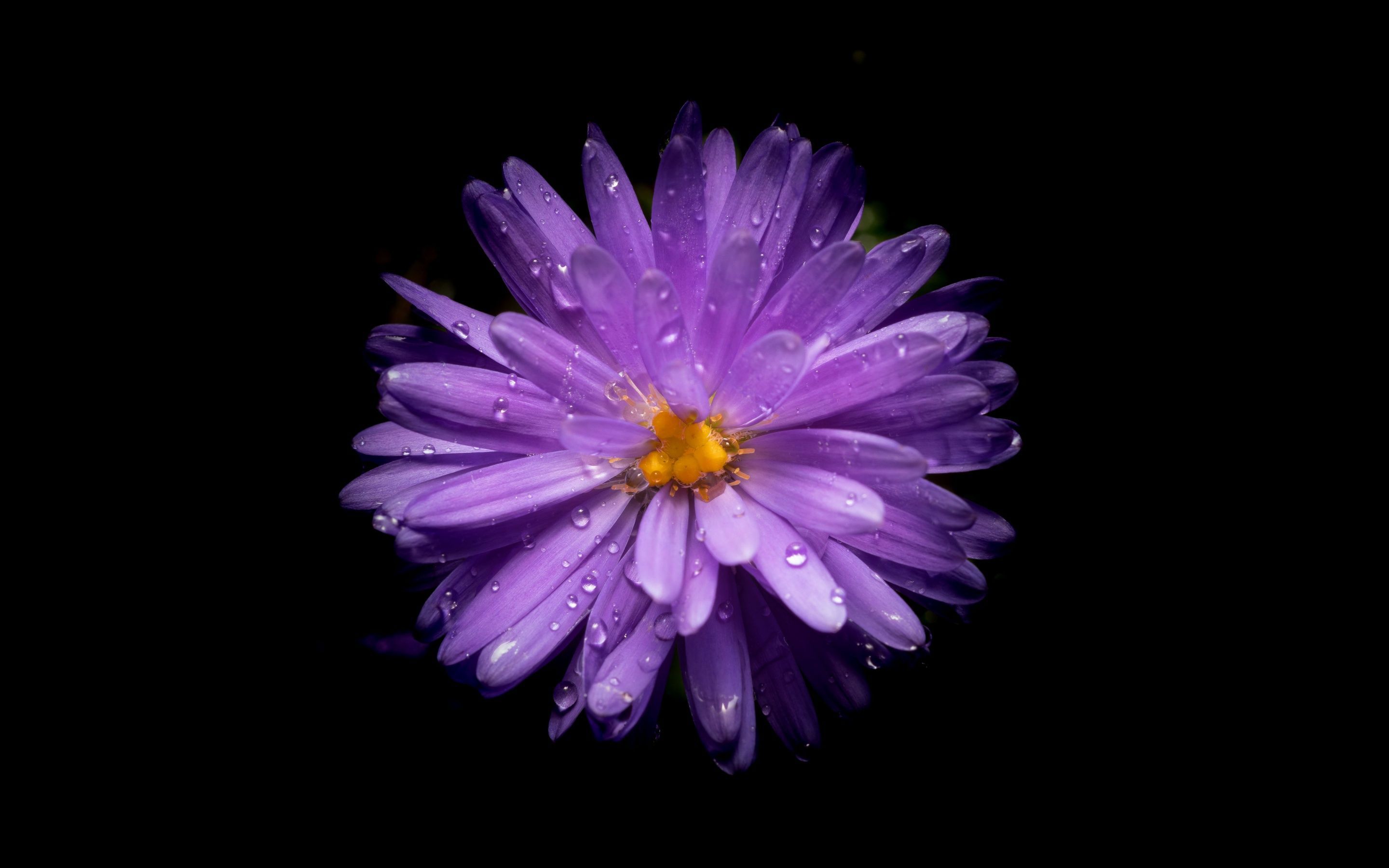 2880x1800 Aster flower Wallpaper 4K, Purple