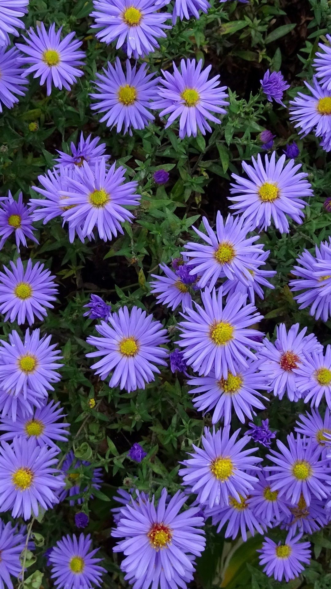 1080x1920 Aster Wallpaper